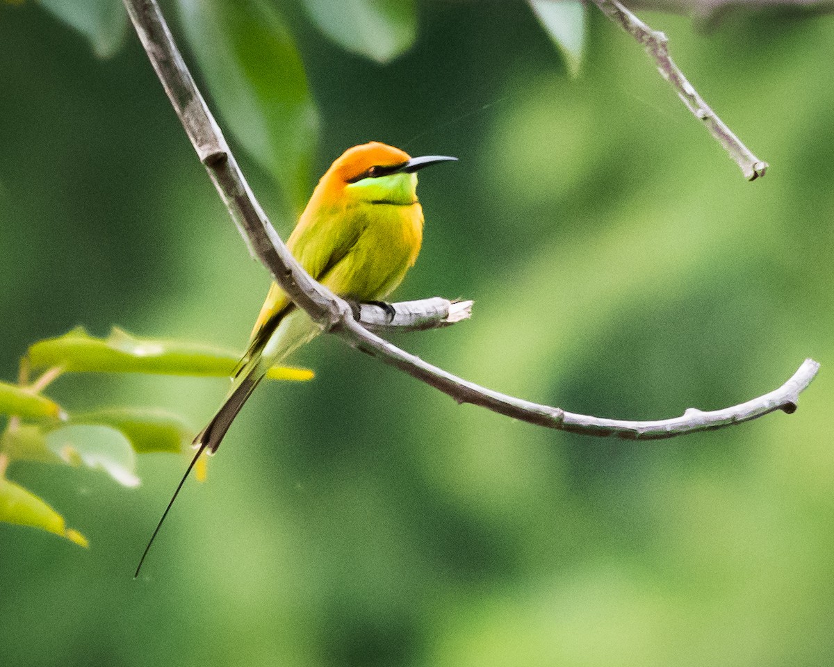 Asian Green Bee-eater - ML623663444