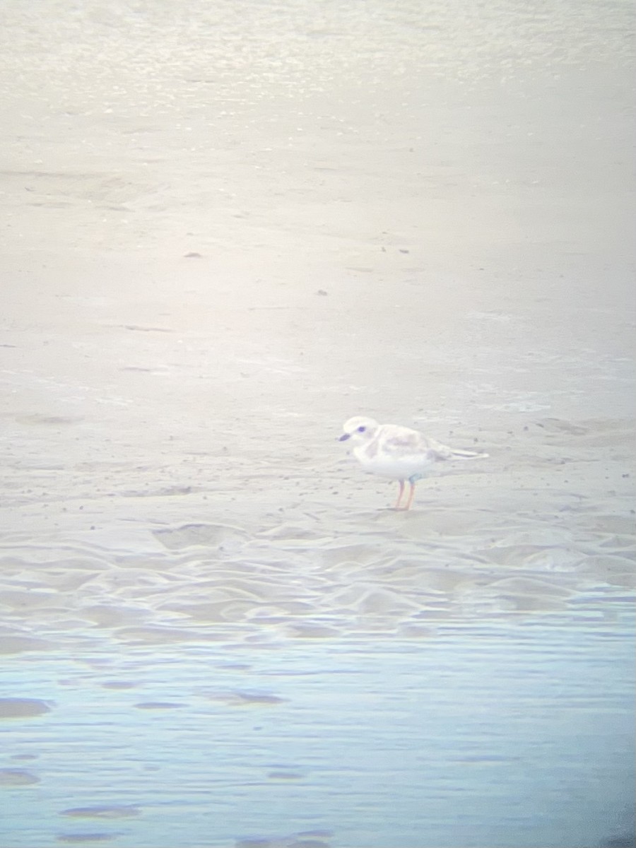 Piping Plover - ML623663452