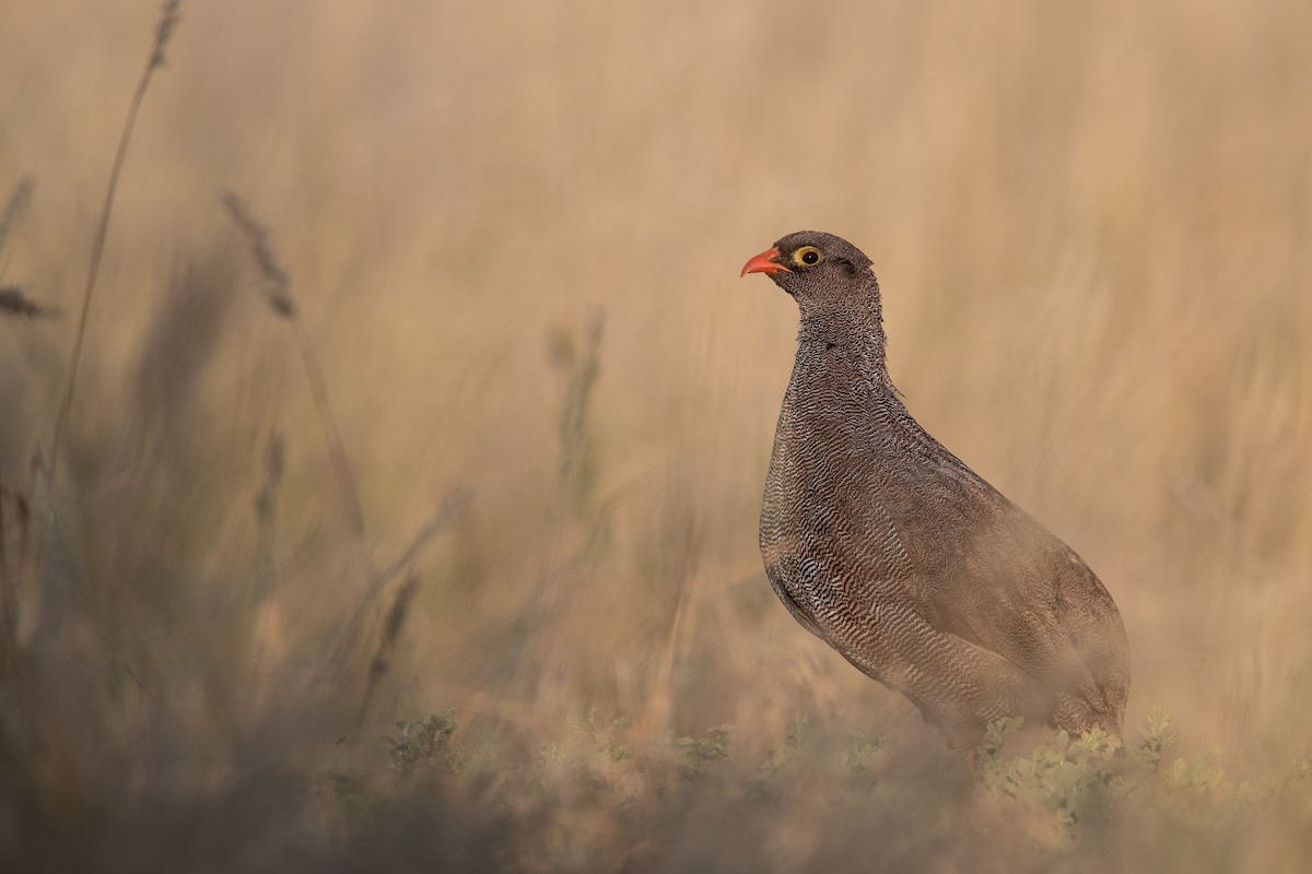 Francolin à bec rouge - ML623663470