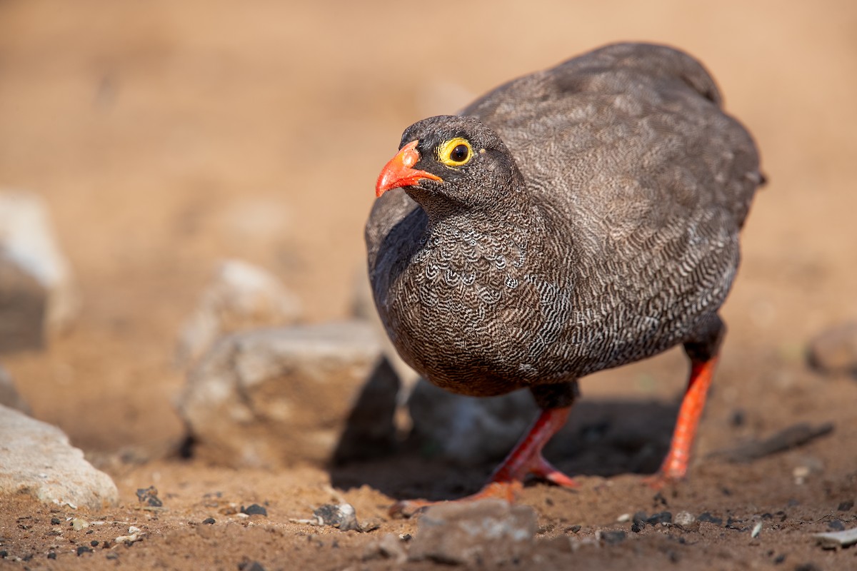 Red-billed Spurfowl - Mike “Champ” Krzychylkiewicz