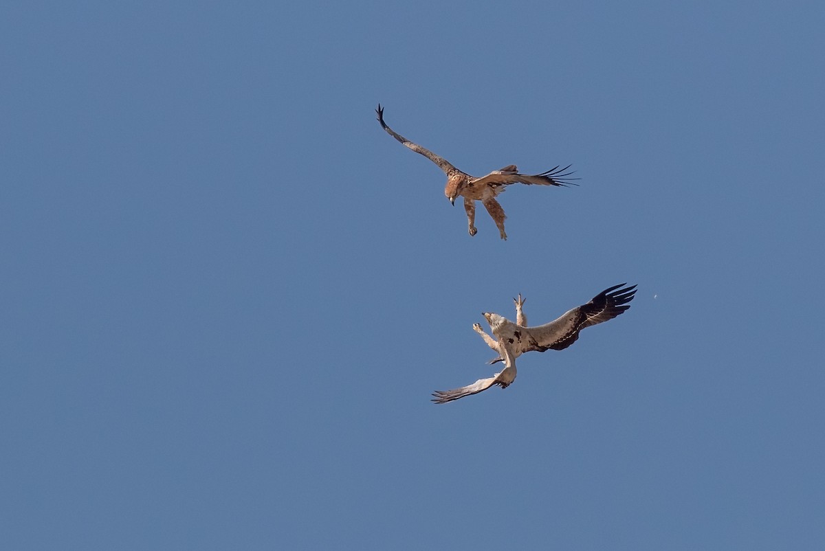 Tawny Eagle - ML623663475