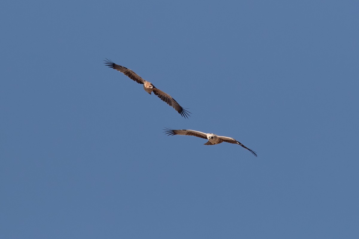 Tawny Eagle - ML623663476