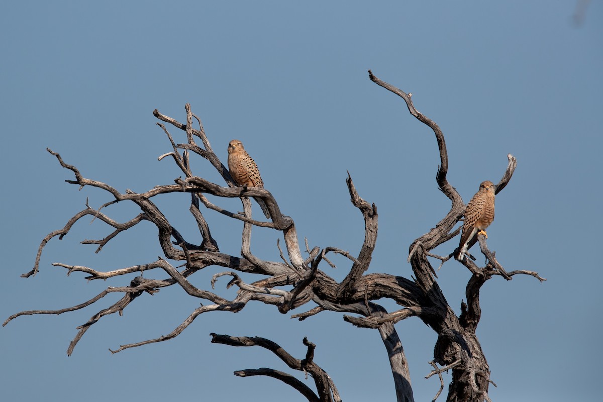 Greater Kestrel - ML623663477