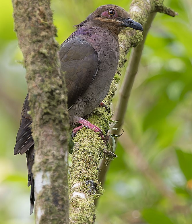 Amethyst Brown-Dove - ML623663481