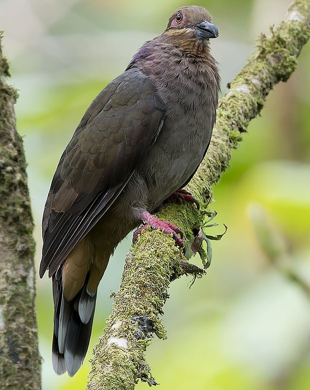 Amethyst Brown-Dove - ML623663482