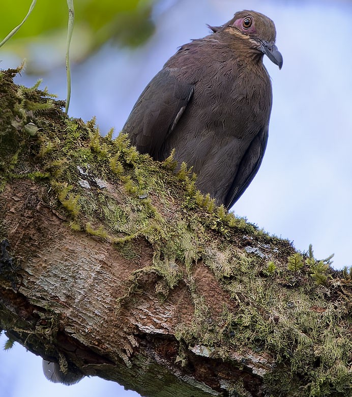 Amethyst Brown-Dove - ML623663483