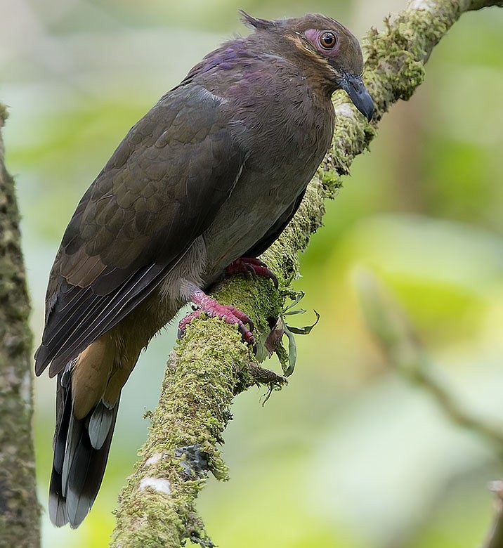 Amethyst Brown-Dove - ML623663484