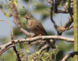 Gray-necked Bunting - ML623663509