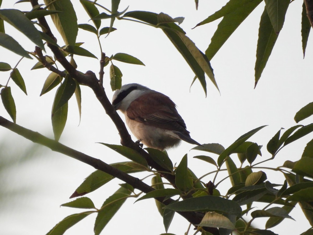 Red-backed Shrike - ML623663591