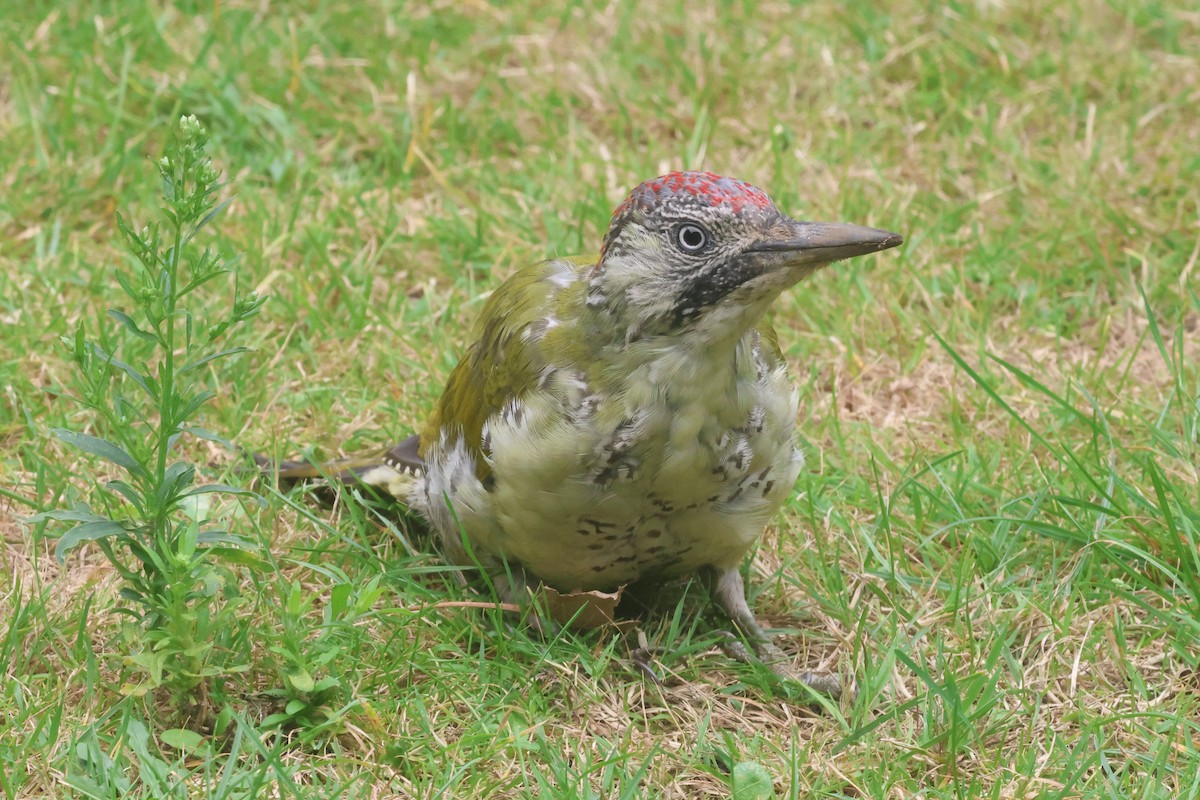 Eurasian Green Woodpecker - ML623663596