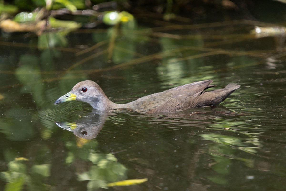 Brown Crake - ML623663597