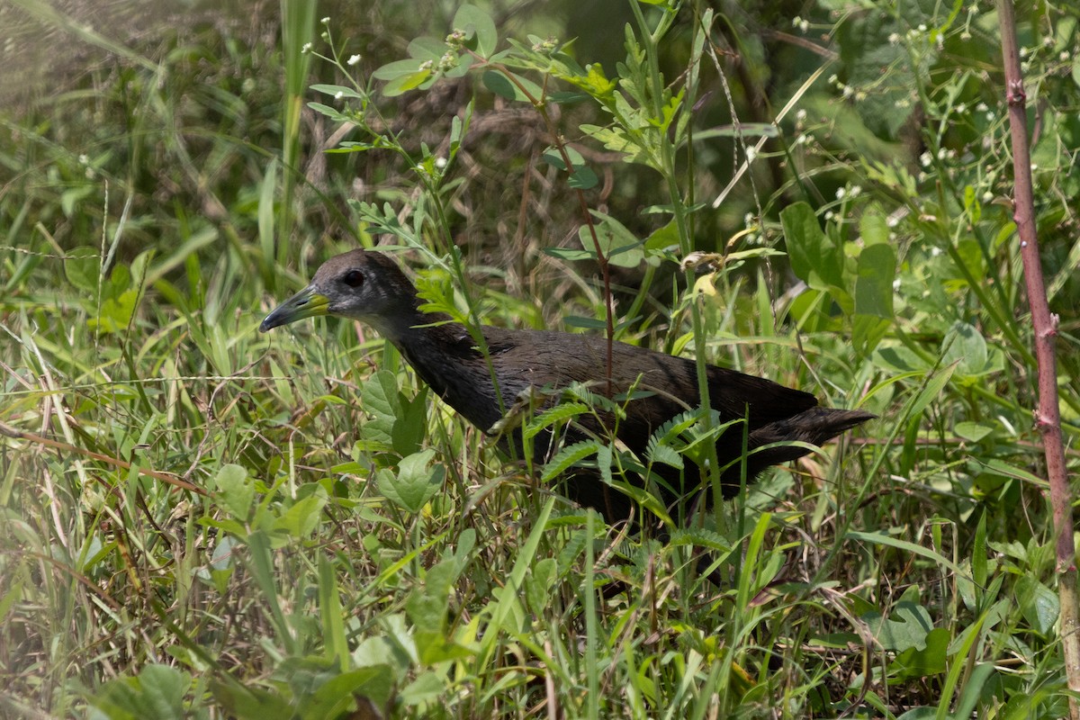 Brown Crake - ML623663598