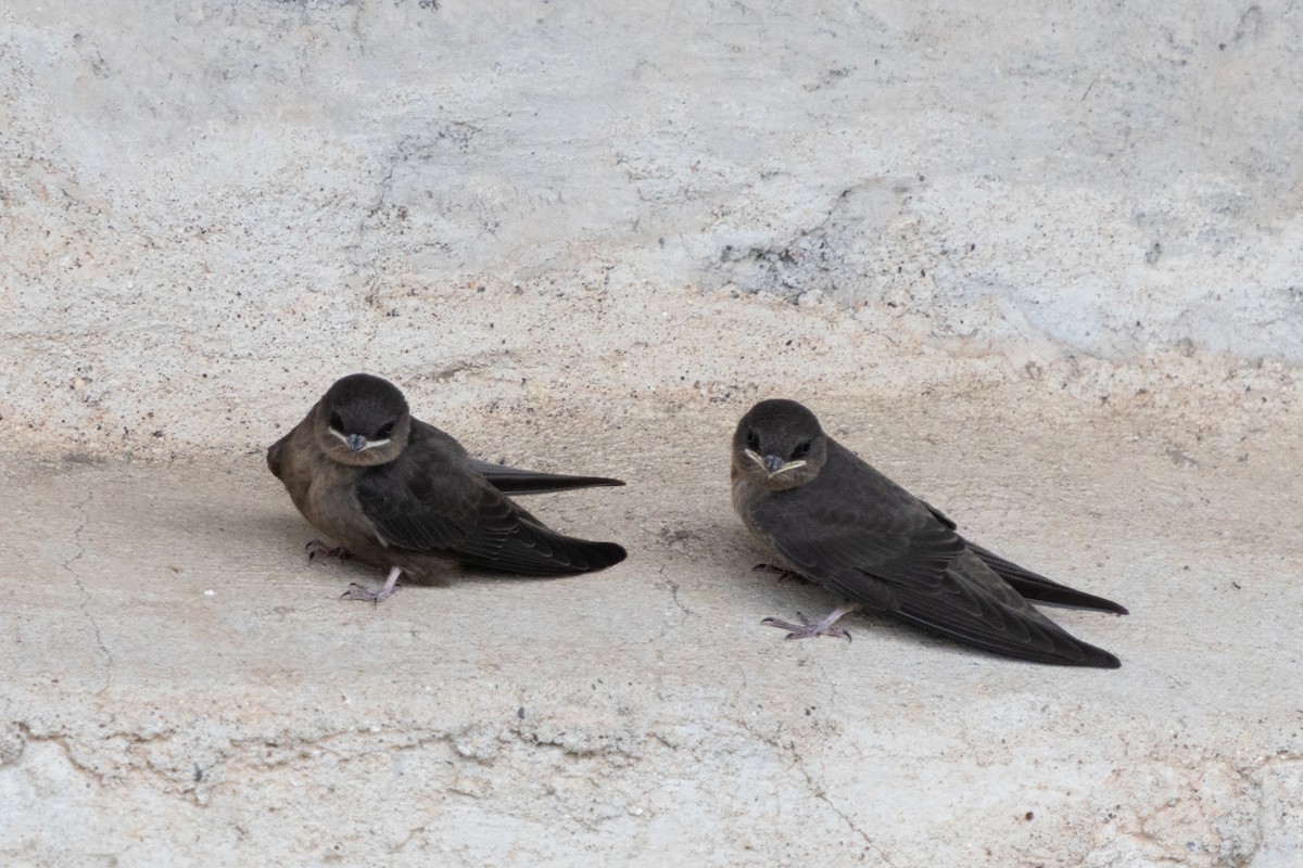 Dusky Crag-Martin - ML623663619