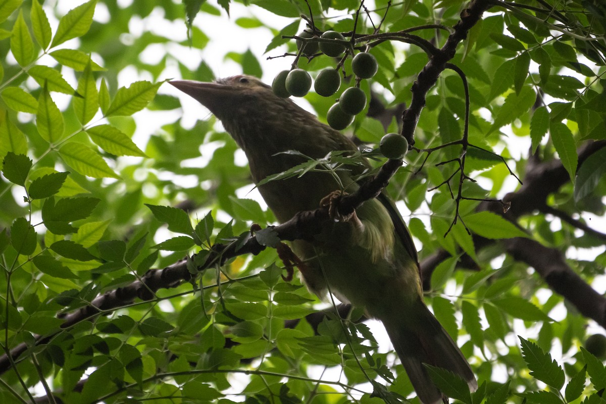 Braunkopf-Bartvogel - ML623663645