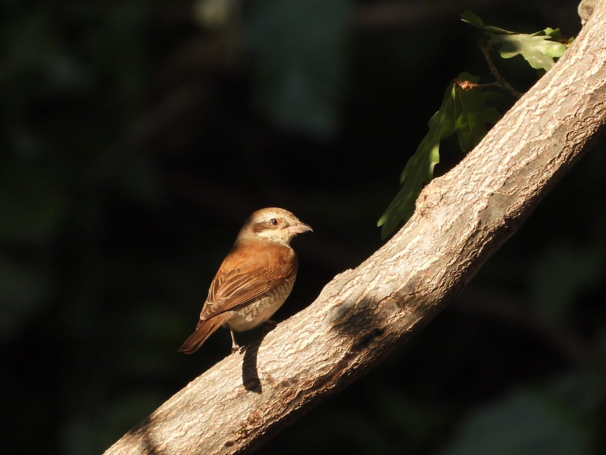 Red-backed Shrike - ML623663675