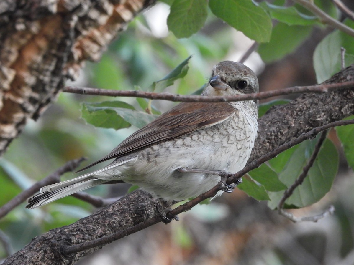 Red-backed Shrike - ML623663676