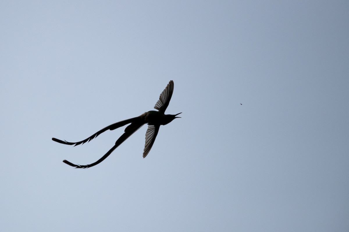 Black-tailed Trainbearer - ML623663689