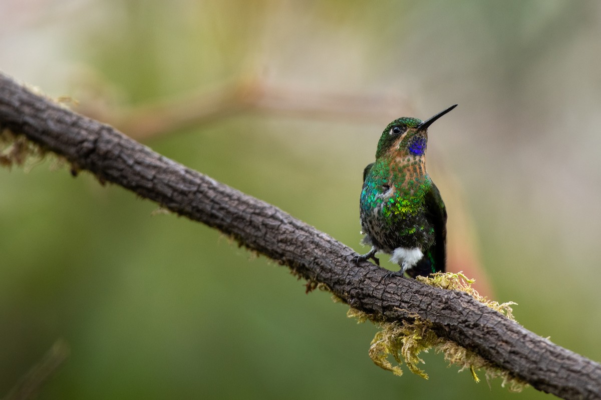 Glowing Puffleg - ML623663694