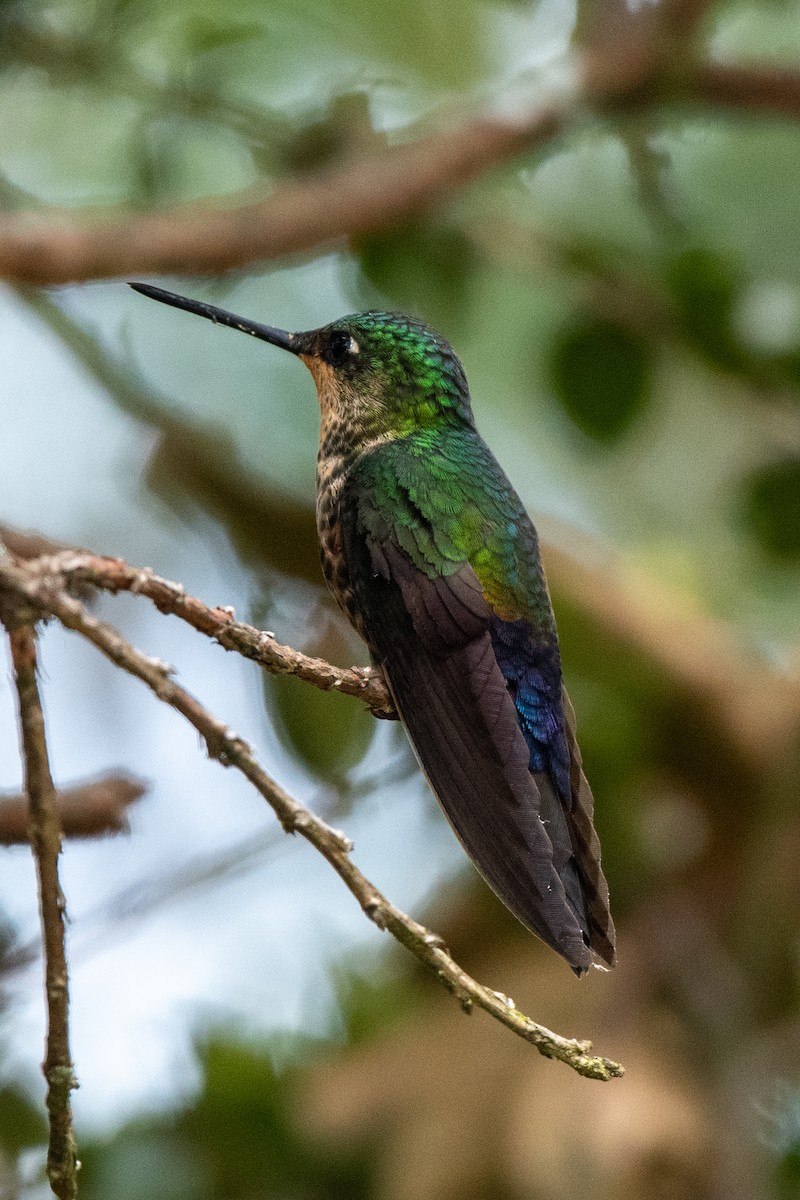 Blue-throated Starfrontlet - ML623663699