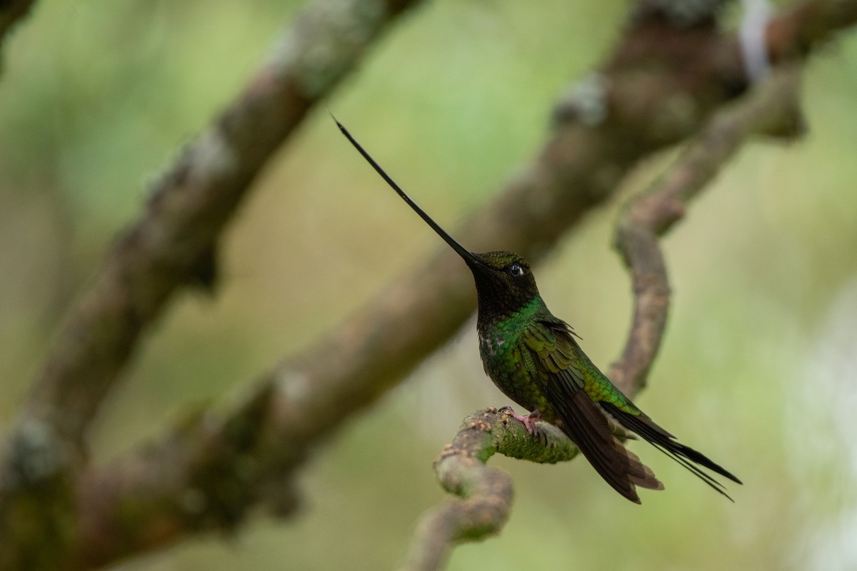 Sword-billed Hummingbird - Jake Zadik