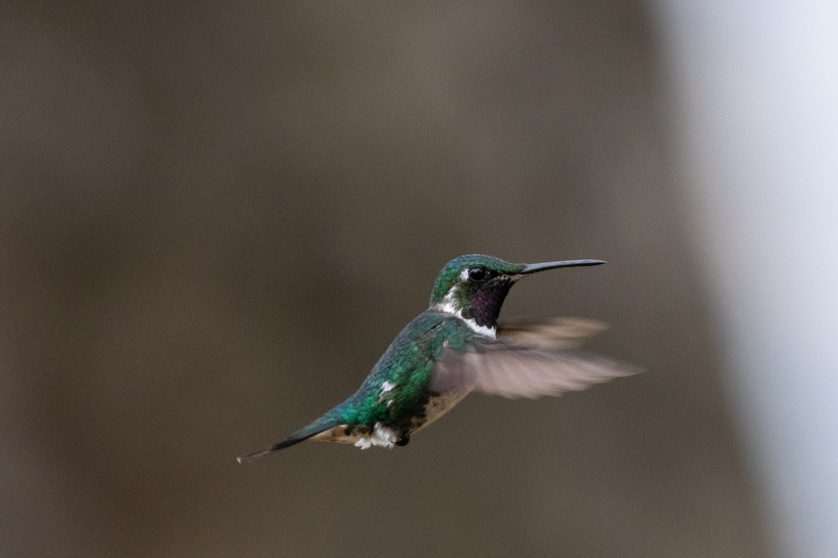 White-bellied Woodstar - ML623663717