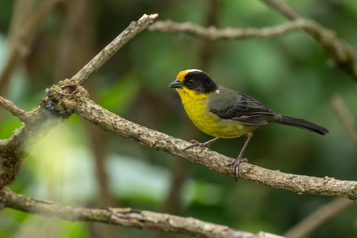 Pale-naped Brushfinch - ML623663749