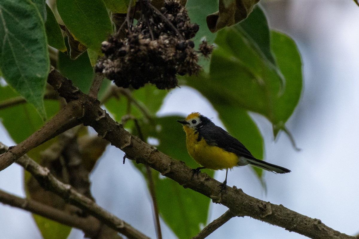 Golden-fronted Redstart - Jake Zadik