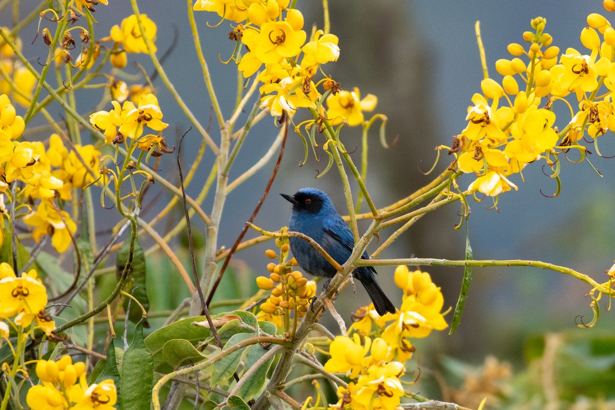 Masked Flowerpiercer - ML623663756