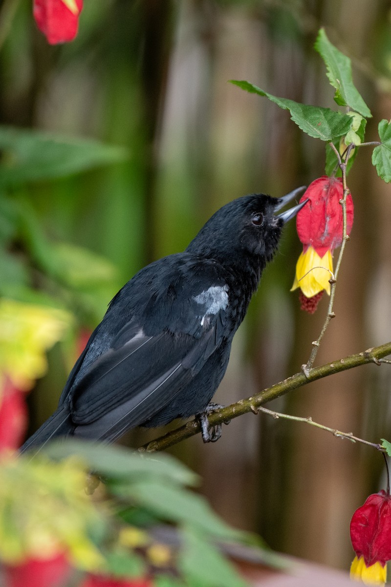 Glossy Flowerpiercer - ML623663767