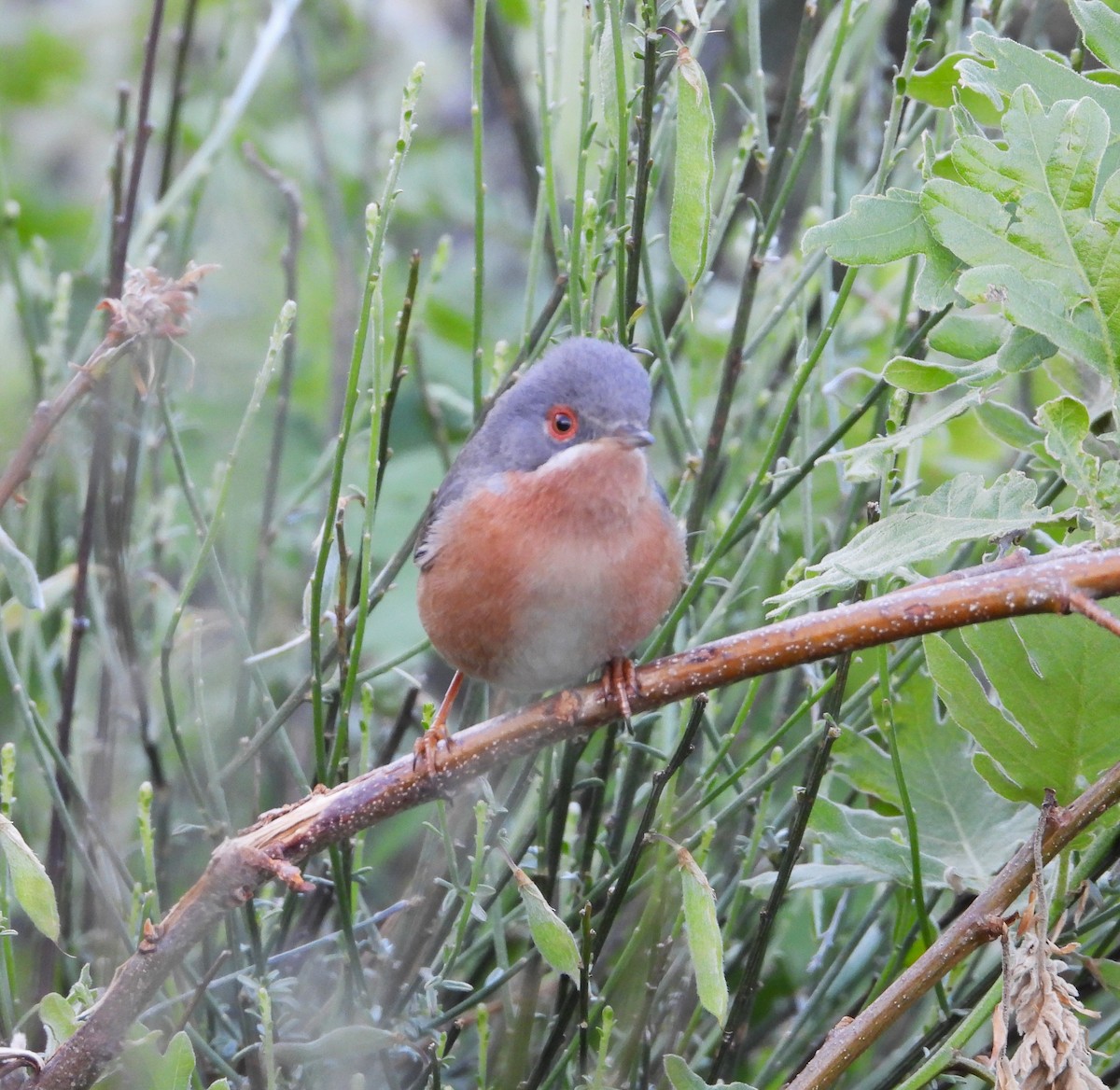 Western Subalpine Warbler - Ángel Luis Méndez de la Torre 🪶