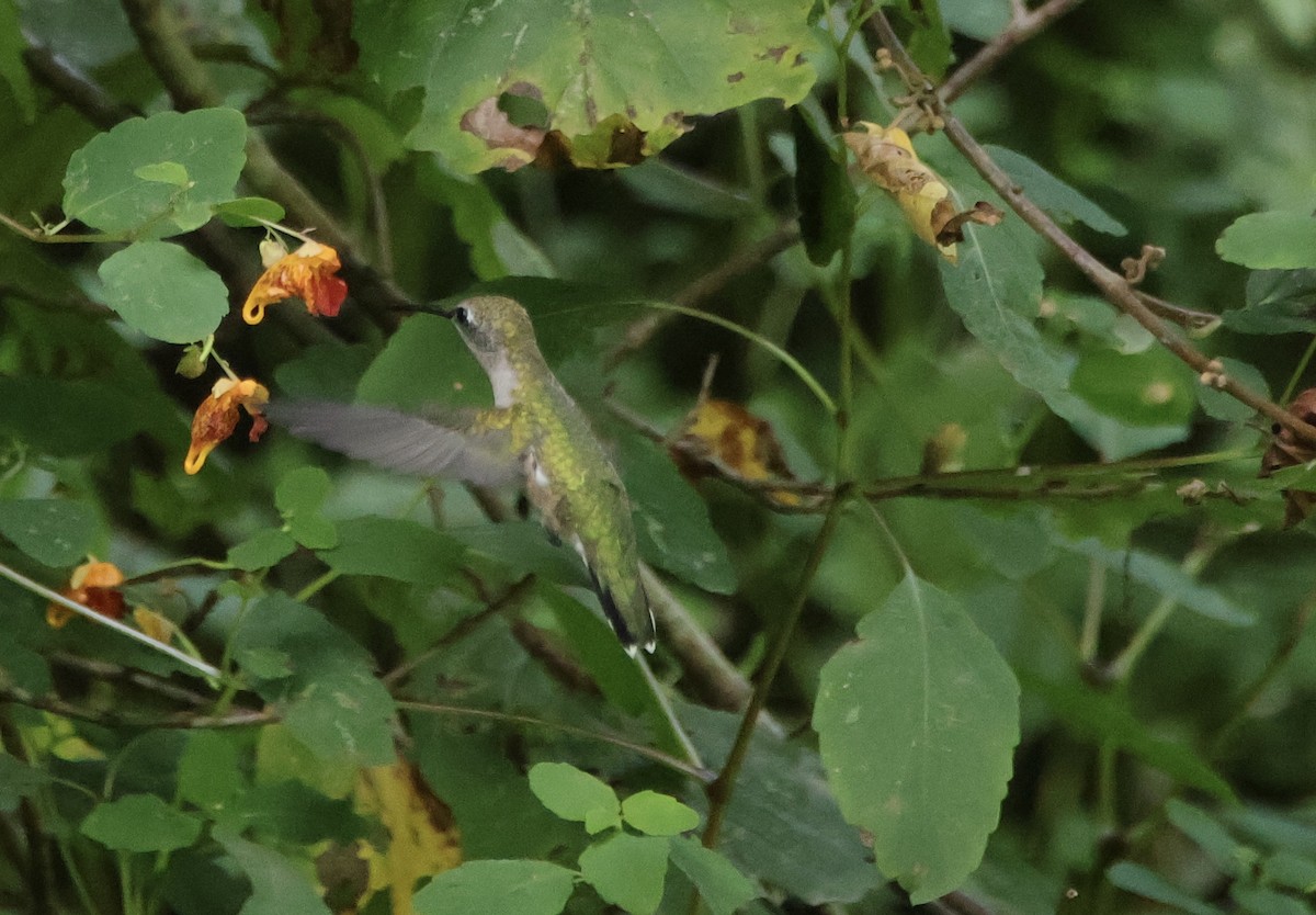 Ruby-throated Hummingbird - ML623663777