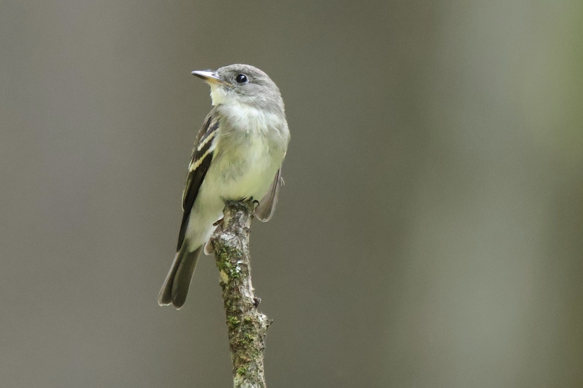 Eastern Wood-Pewee - Andrew E and Rebecca A Steinmann