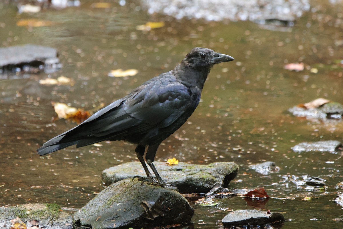 American Crow - ML623663800