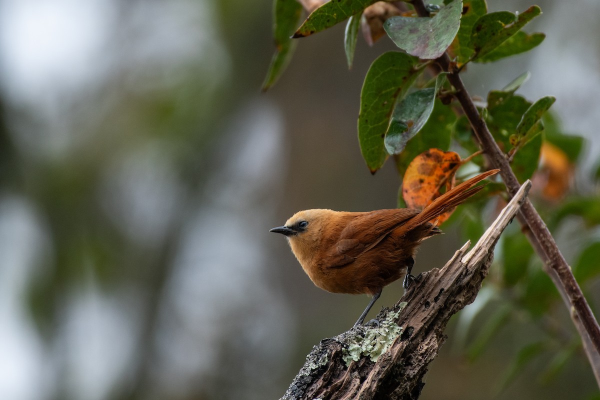 Rufous Wren - ML623663803