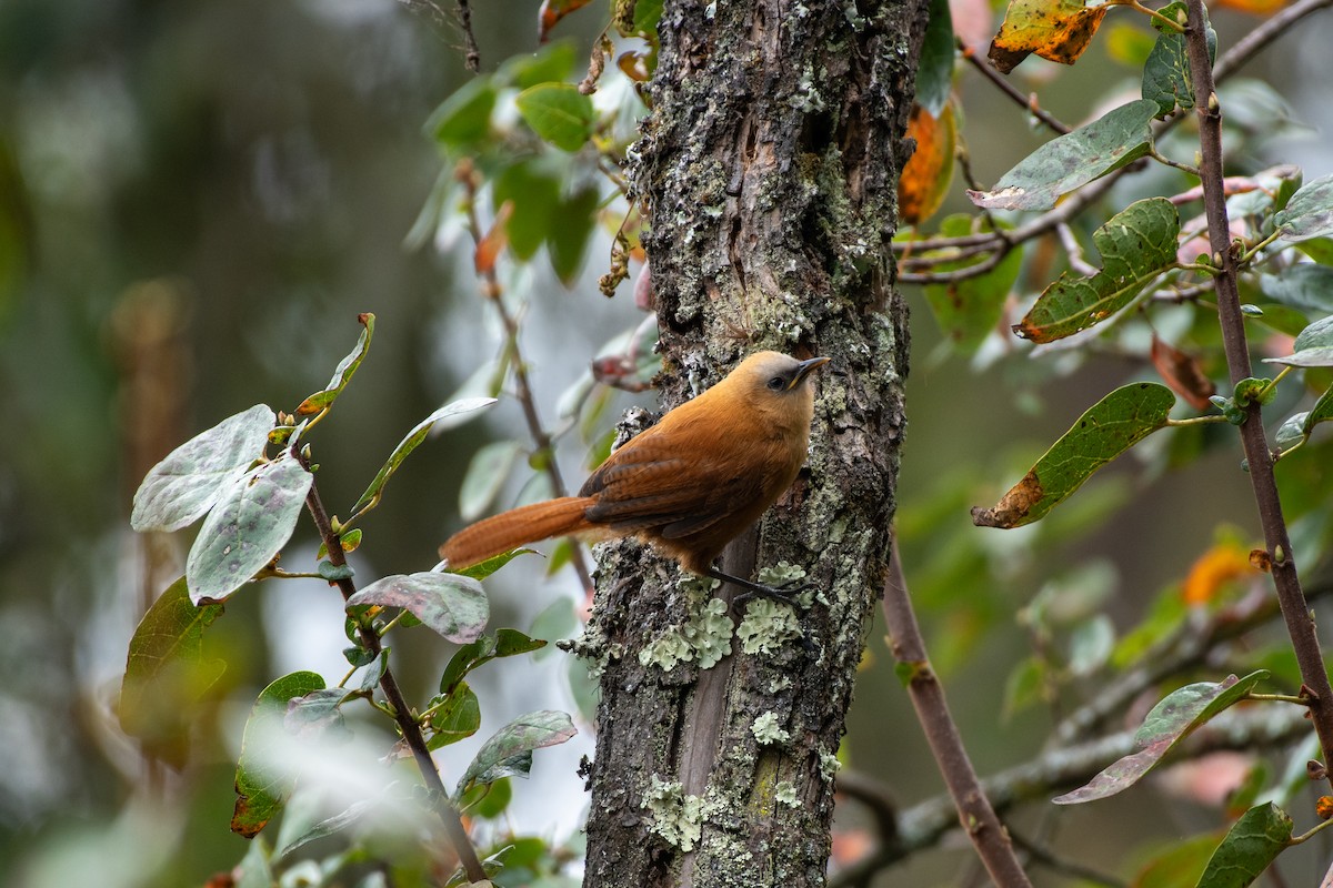 Rufous Wren - ML623663804