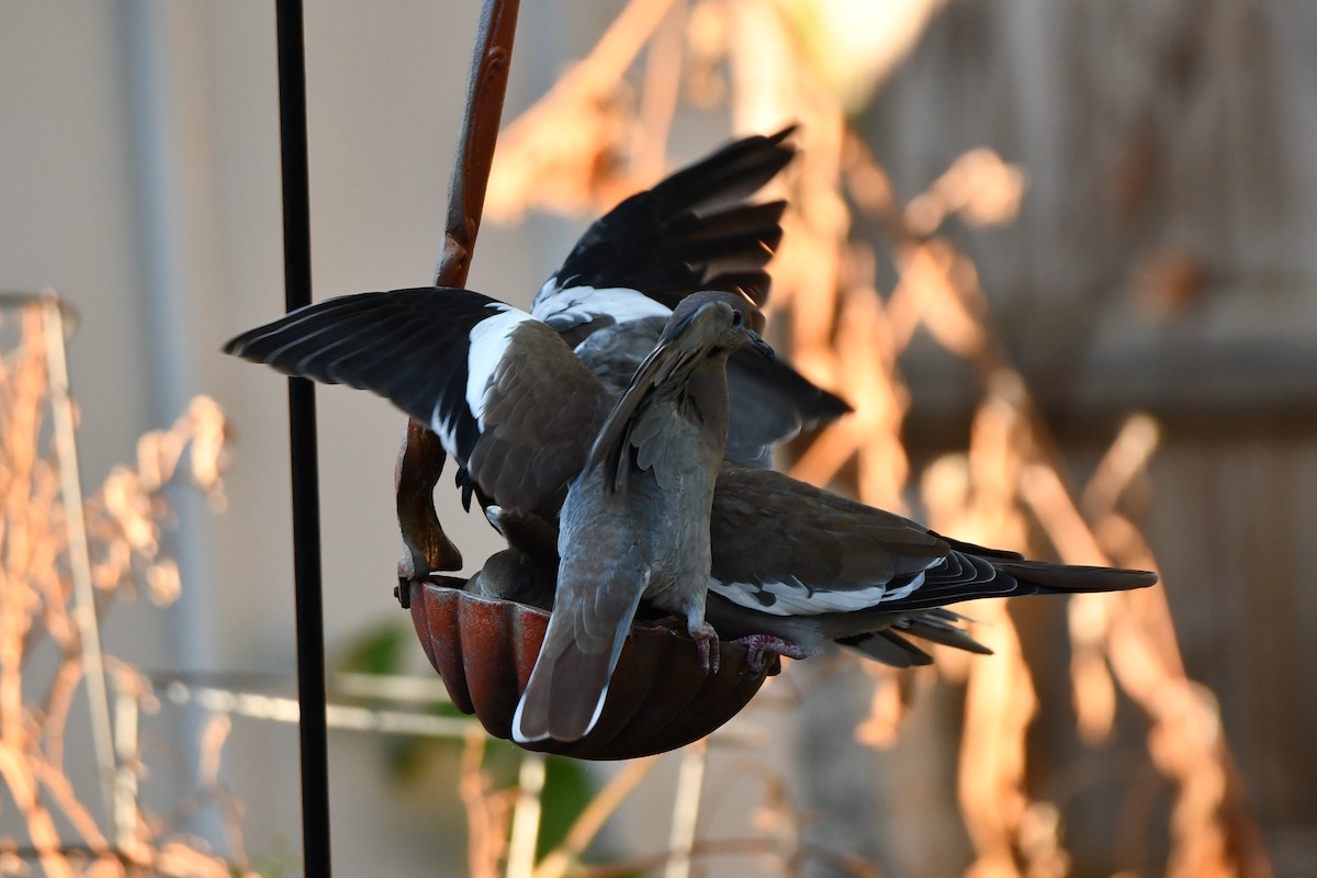 White-winged Dove - ML623663806