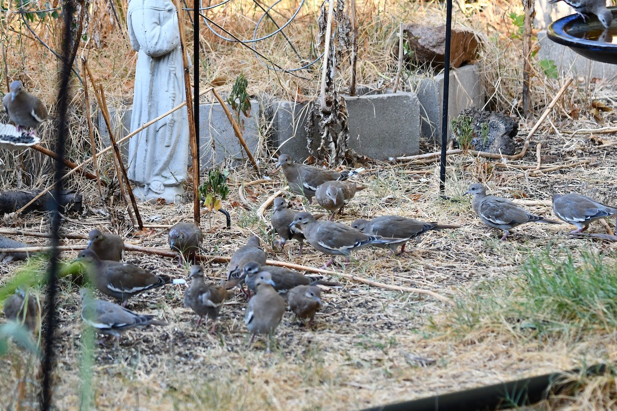 White-winged Dove - ML623663808