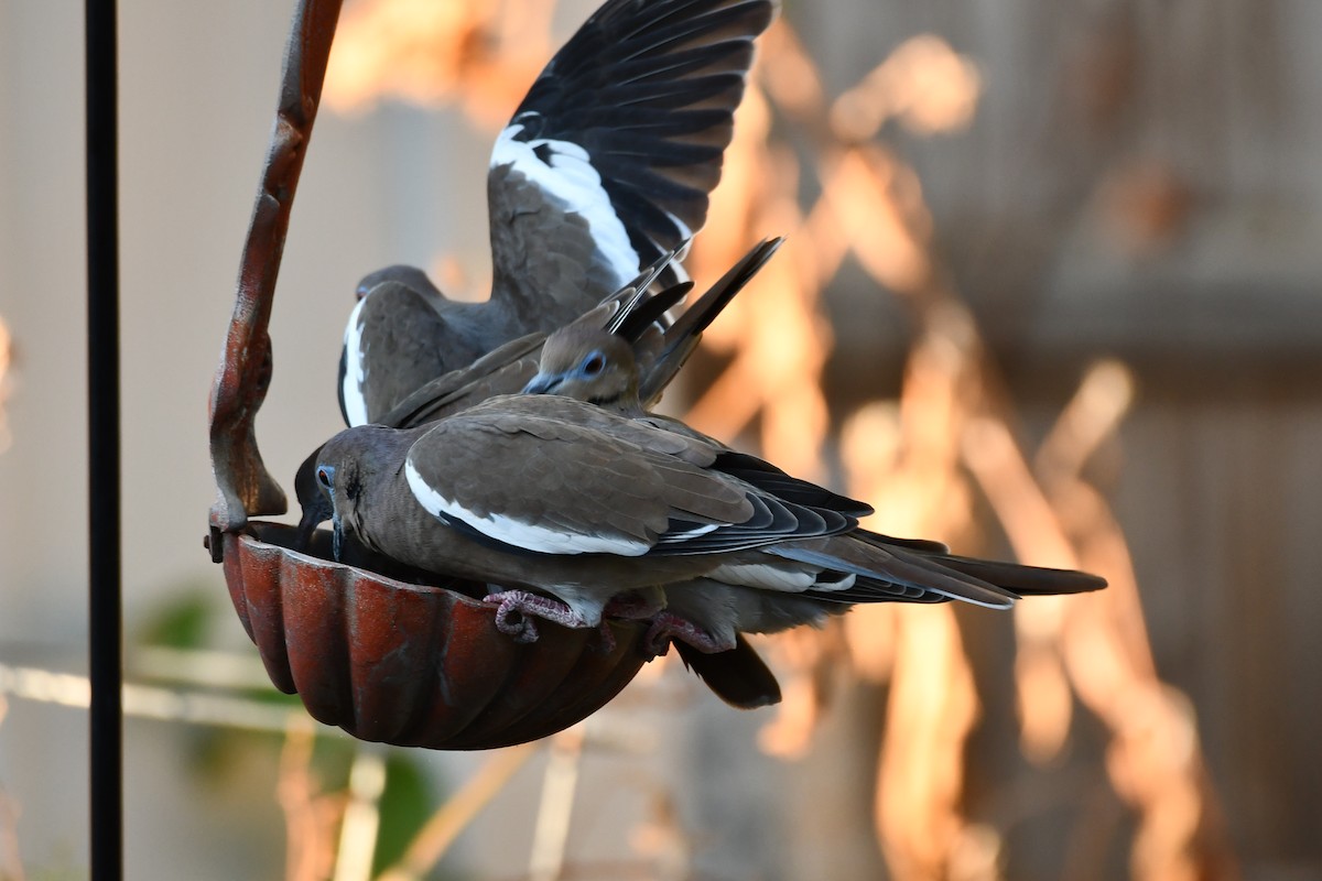 White-winged Dove - ML623663809