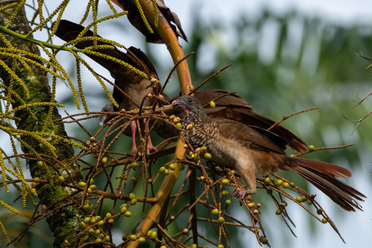 Chachalaca Moteada - ML623663816