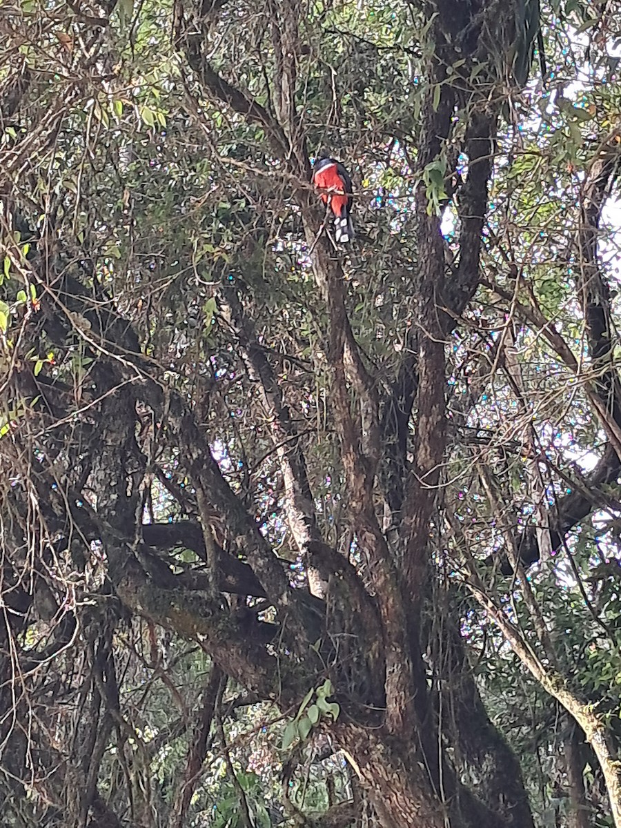 Masked Trogon - Maria Rodriguez