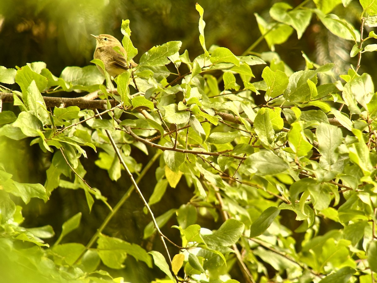 Common Chiffchaff - ML623663846