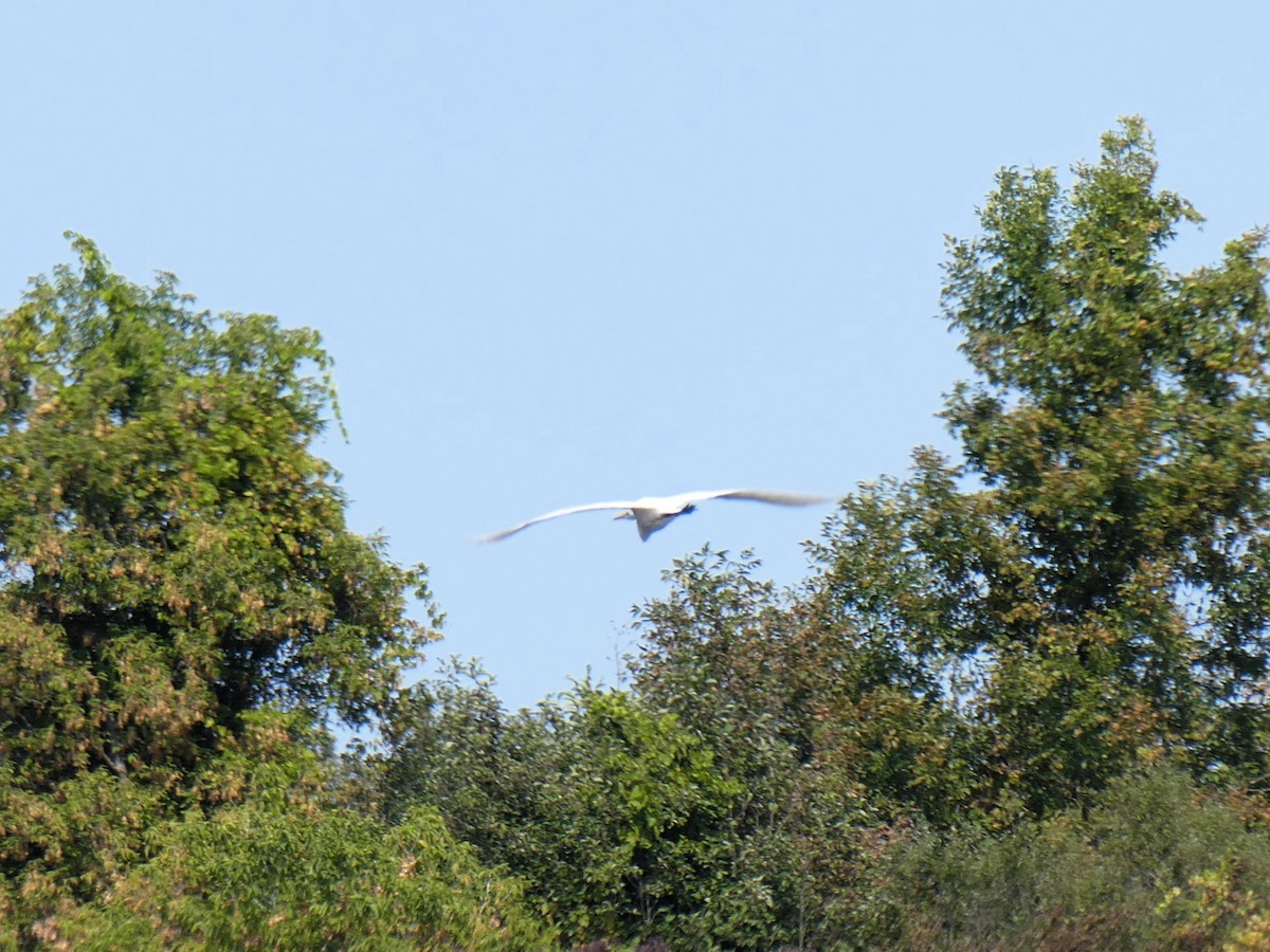 Great Egret - ML623663862