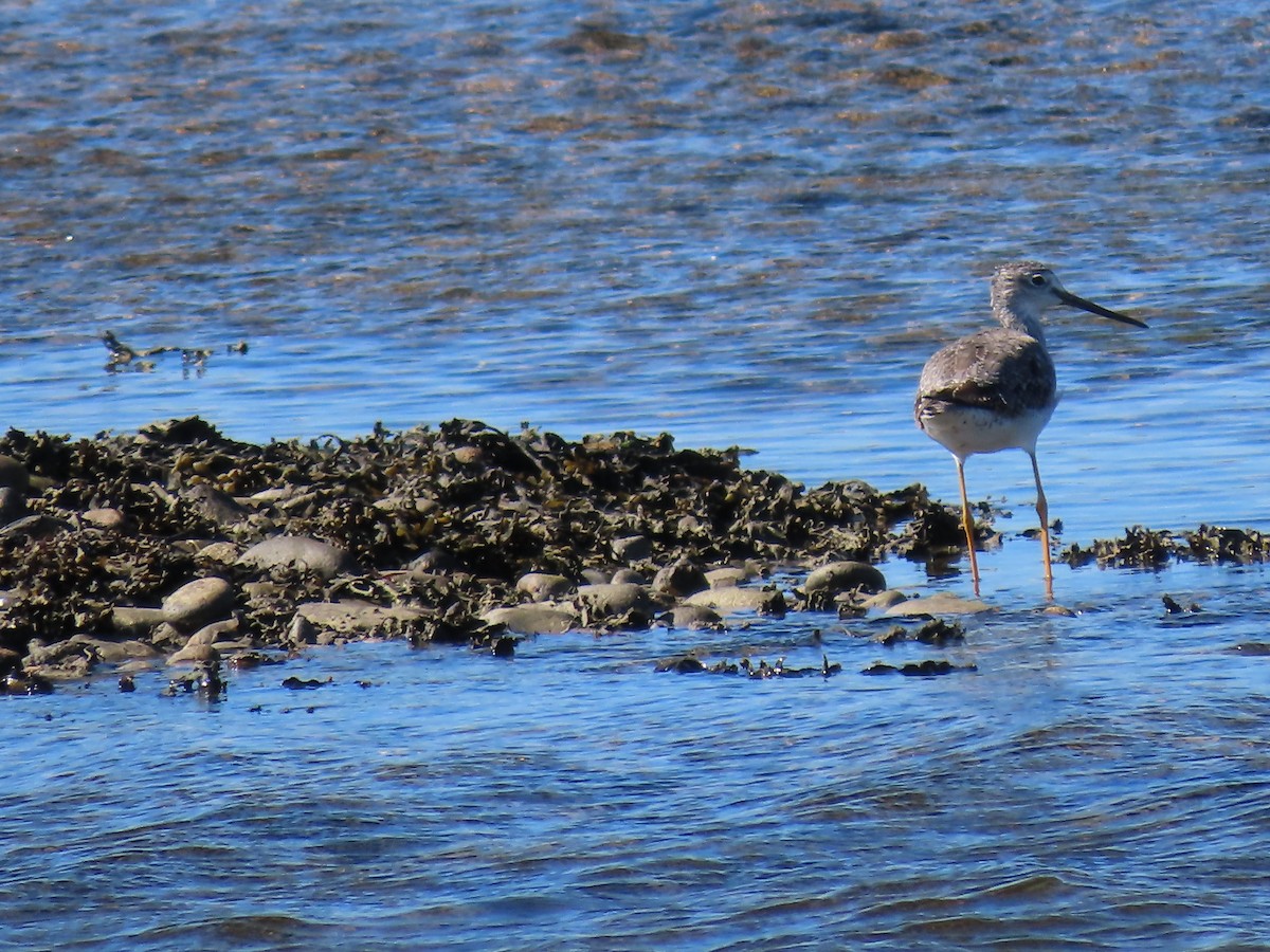 Greater Yellowlegs - ML623663878