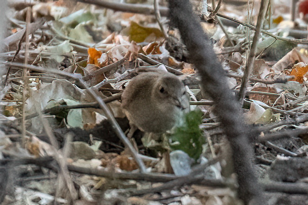 Gray-olive Greenbul - Steve Potter