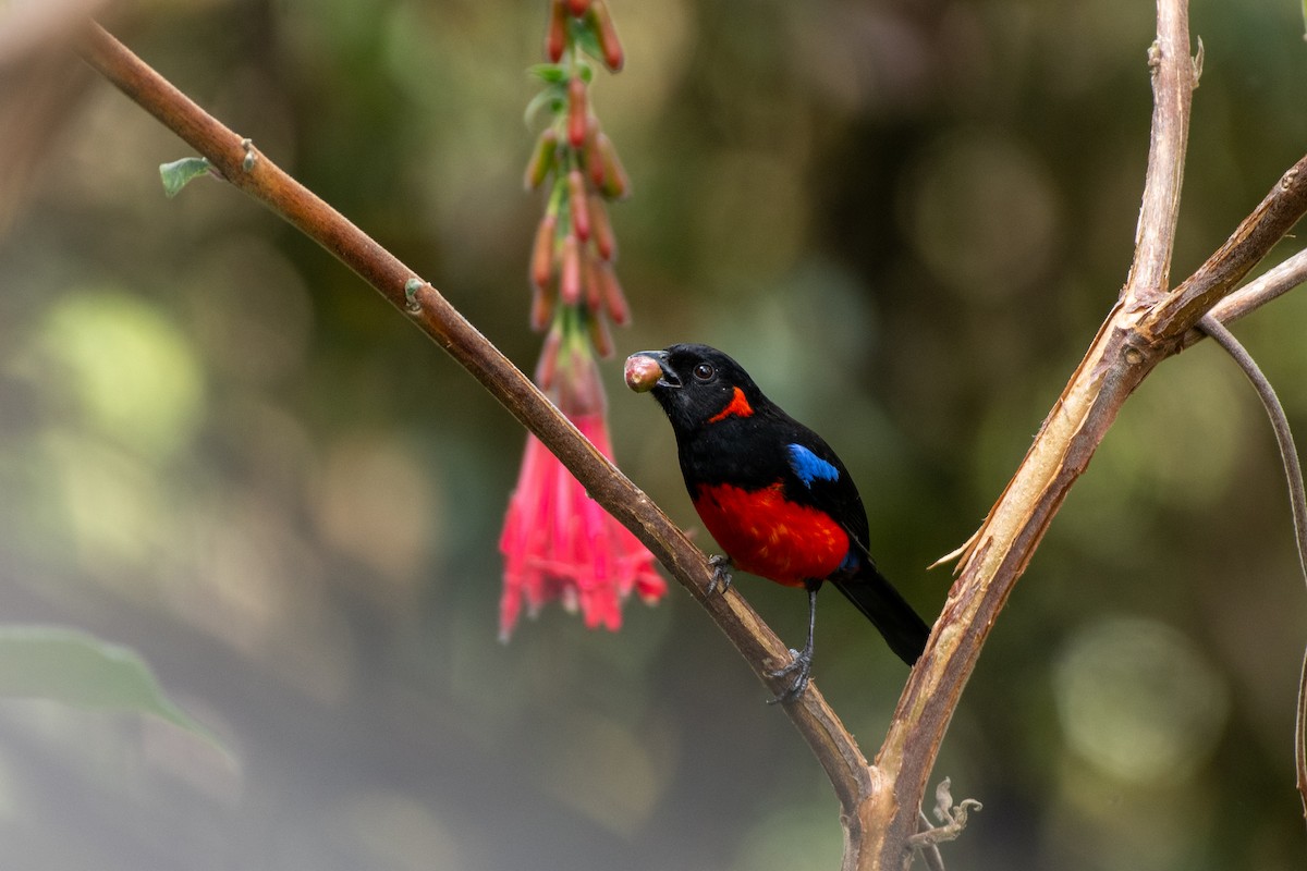 Scarlet-bellied Mountain Tanager - ML623663895