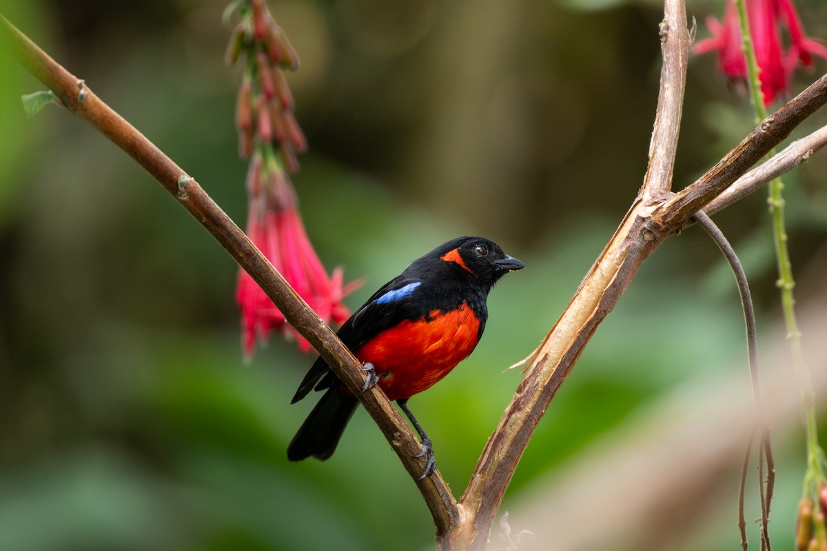 Scarlet-bellied Mountain Tanager - ML623663896