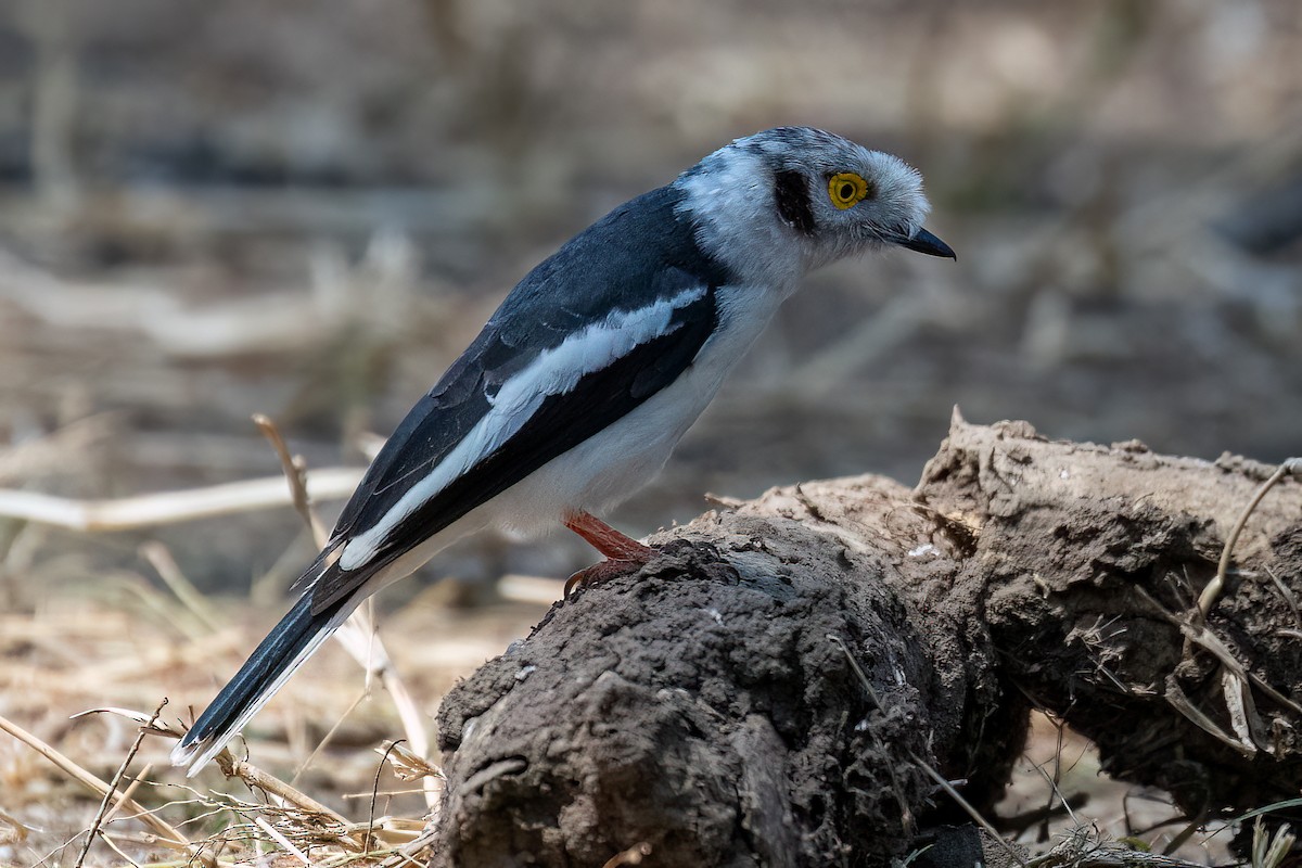 Weißschopf-Brillenvanga [poliocephalus-Gruppe] - ML623663897