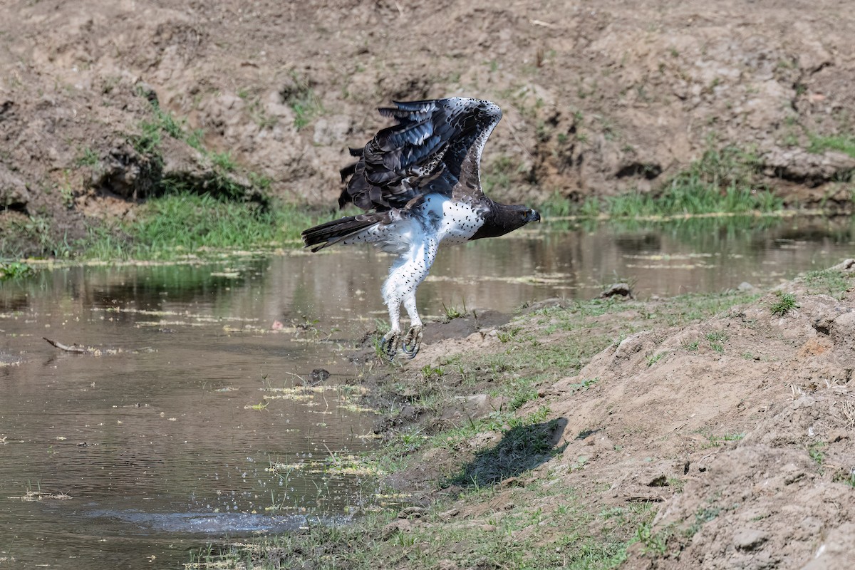 Martial Eagle - ML623663906