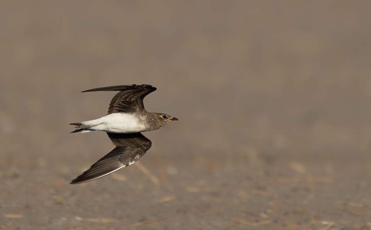 Black-winged Pratincole - ML623663930