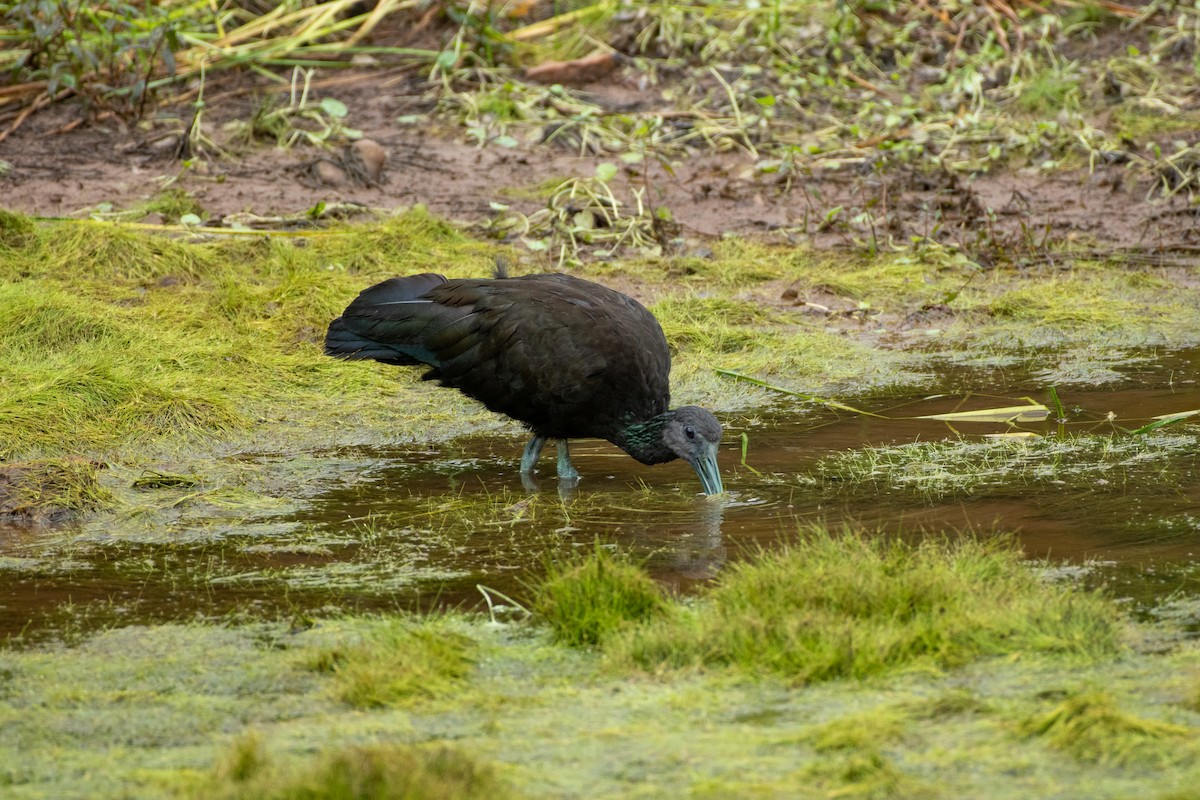 Green Ibis - ML623663958